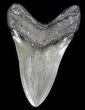 Lower Megalodon Tooth - South Carolina #31607-1